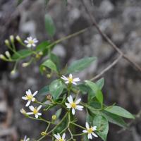 sticky daisy-bush